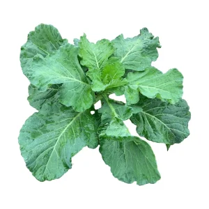 Georgia Southern Collard Seeds - Heirloom Collard Greens - 20 Seeds - Image 6