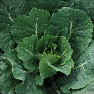 Georgia Southern Collard Seeds - Heirloom Collard Greens - 20 Seeds - Image 7