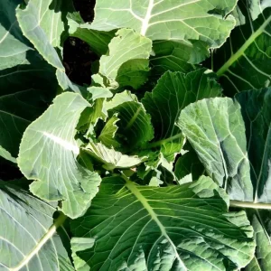 Georgia Southern Collard Seeds - Heirloom Collard Greens - 20 Seeds - Image 9