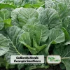 Georgia Southern Collard Seeds - Heirloom Collard Greens - 20 Seeds - Image 1