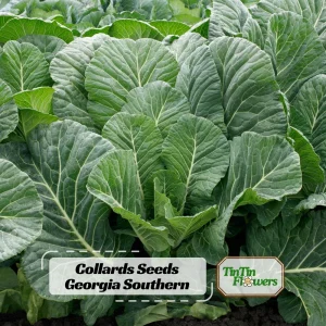 Georgia Southern Collard Seeds - Heirloom Collard Greens - 20 Seeds - Image 1