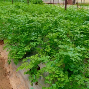 Giant Prague Celeriac Seeds - 50 Seed Pack - Heirloom Root Vegetable - Image 13