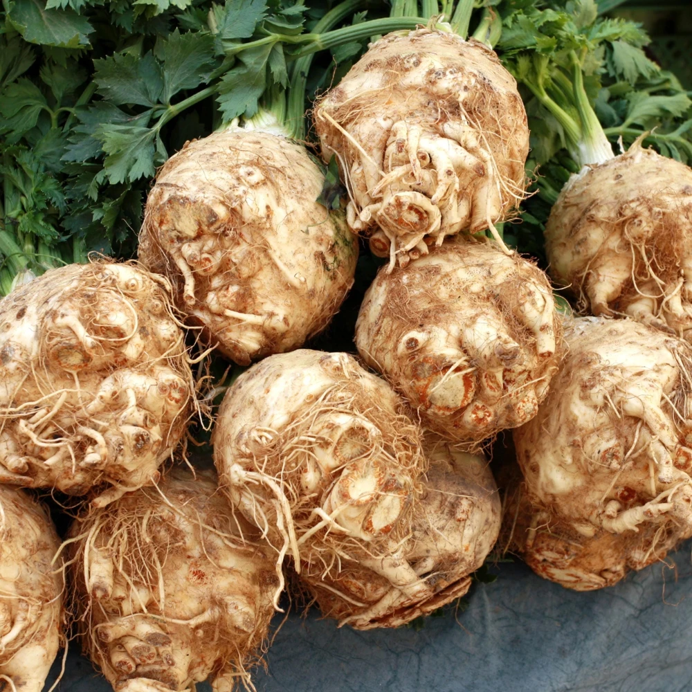 Giant Prague Celeriac Seeds - 50 Seed Pack - Heirloom Root Vegetable - Image 15