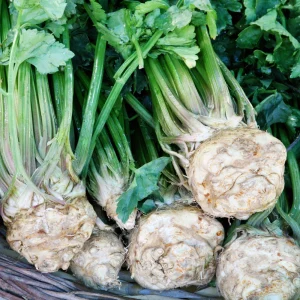 Giant Prague Celeriac Seeds - 50 Seed Pack - Heirloom Root Vegetable - Image 16