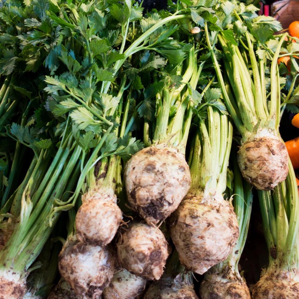 Giant Prague Celeriac Seeds - 50 Seed Pack - Heirloom Root Vegetable - Image 3