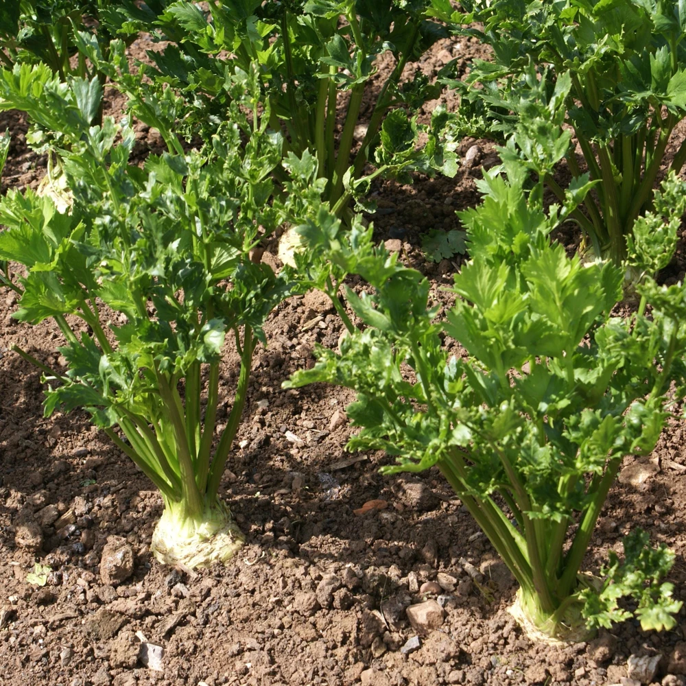 Giant Prague Celeriac Seeds - 50 Seed Pack - Heirloom Root Vegetable - Image 4