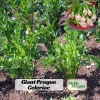 Giant Prague Celeriac Seeds - 50 Seed Pack - Heirloom Root Vegetable - Image 1