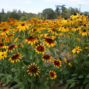 Gloriosa Daisy Seeds - Perennial Flower Seeds - 100 Seeds for Outdoor Gardens - Image 10
