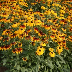 Gloriosa Daisy Seeds - Perennial Flower Seeds - 100 Seeds for Outdoor Gardens - Image 11