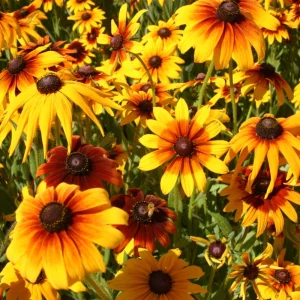 Gloriosa Daisy Seeds - Perennial Flower Seeds - 100 Seeds for Outdoor Gardens - Image 12