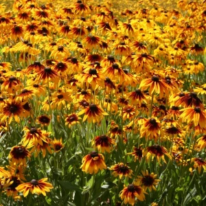 Gloriosa Daisy Seeds - Perennial Flower Seeds - 100 Seeds for Outdoor Gardens - Image 13
