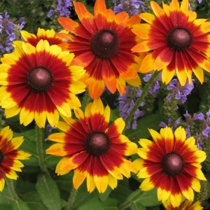 Gloriosa Daisy Seeds - Perennial Flower Seeds - 100 Seeds for Outdoor Gardens - Image 14