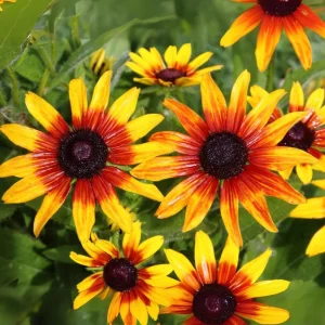 Gloriosa Daisy Seeds - Perennial Flower Seeds - 100 Seeds for Outdoor Gardens - Image 15