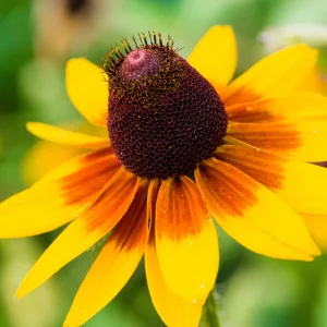 Gloriosa Daisy Seeds - Perennial Flower Seeds - 100 Seeds for Outdoor Gardens - Image 2