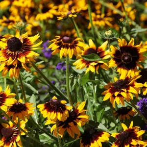 Gloriosa Daisy Seeds - Perennial Flower Seeds - 100 Seeds for Outdoor Gardens - Image 3
