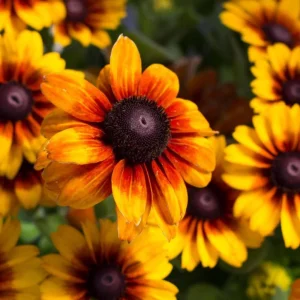 Gloriosa Daisy Seeds - Perennial Flower Seeds - 100 Seeds for Outdoor Gardens - Image 4