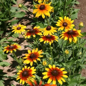 Gloriosa Daisy Seeds - Perennial Flower Seeds - 100 Seeds for Outdoor Gardens - Image 5