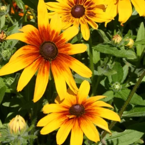 Gloriosa Daisy Seeds - Perennial Flower Seeds - 100 Seeds for Outdoor Gardens - Image 6