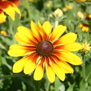 Gloriosa Daisy Seeds - Perennial Flower Seeds - 100 Seeds for Outdoor Gardens - Image 7