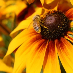 Gloriosa Daisy Seeds - Perennial Flower Seeds - 100 Seeds for Outdoor Gardens - Image 8