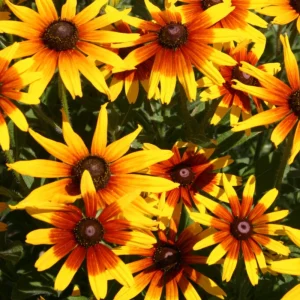 Gloriosa Daisy Seeds - Perennial Flower Seeds - 100 Seeds for Outdoor Gardens - Image 9