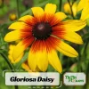 Gloriosa Daisy Seeds - Perennial Flower Seeds - 100 Seeds for Outdoor Gardens - Image 1