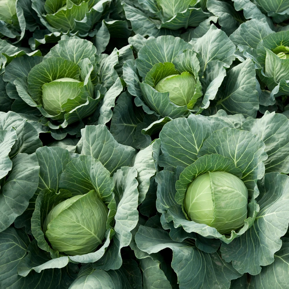 Golden Acre Green Cabbage Seeds - 20 Pack - Early & Compact Vegetable - Image 2