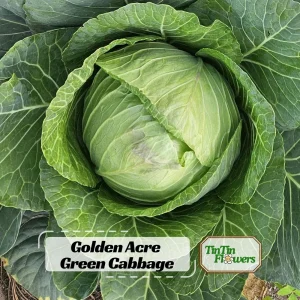 Golden Acre Green Cabbage Seeds - 20 Pack - Early & Compact Vegetable - Image 1