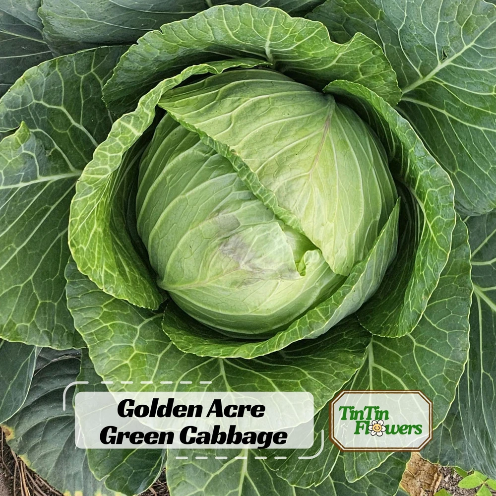Golden Acre Green Cabbage Seeds - 20 Pack - Early & Compact Vegetable - Image 1
