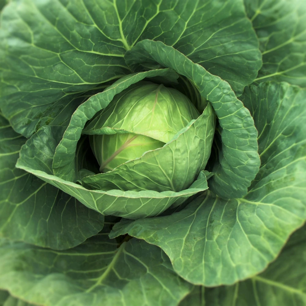Golden Acre Green Cabbage Seeds - 20 Pack - Early & Compact Vegetable - Image 3
