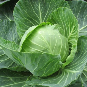 Golden Acre Green Cabbage Seeds - 20 Pack - Early & Compact Vegetable - Image 4