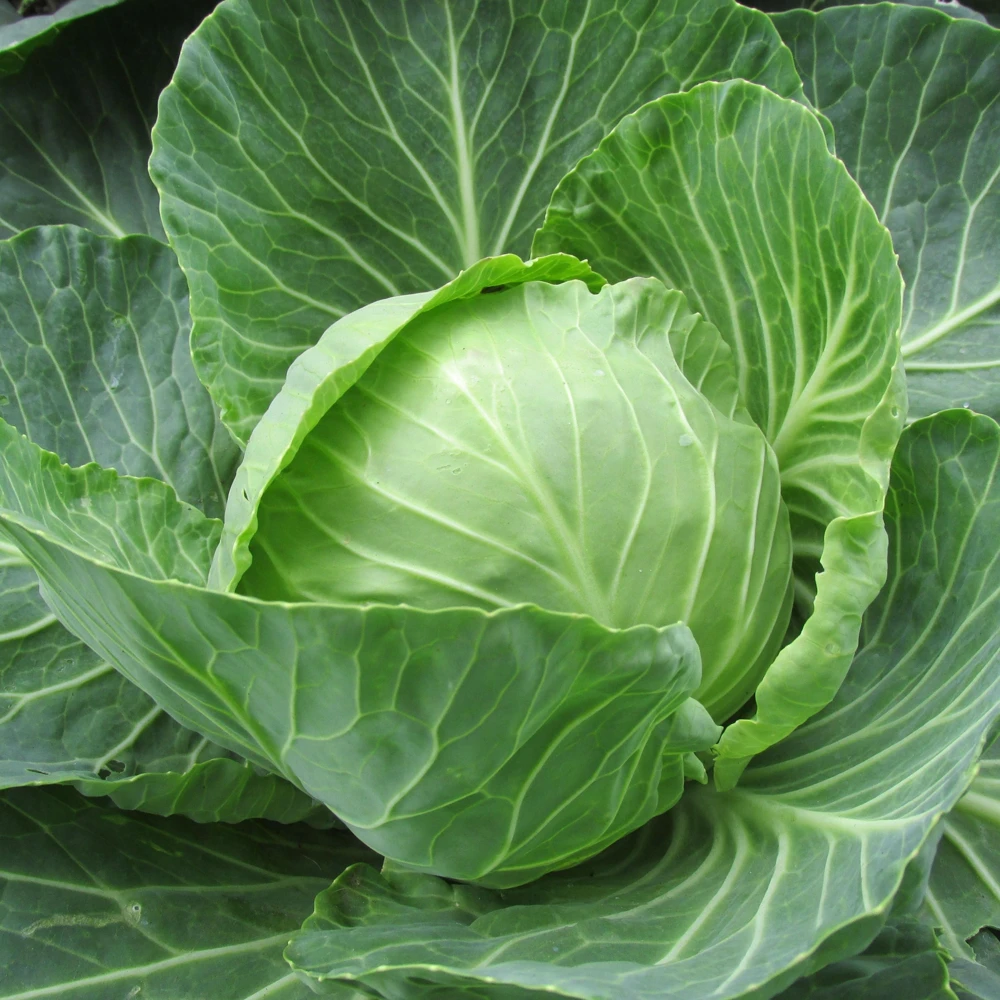 Golden Acre Green Cabbage Seeds - 20 Pack - Early & Compact Vegetable - Image 4