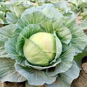 Golden Acre Green Cabbage Seeds - 20 Pack - Early & Compact Vegetable - Image 5