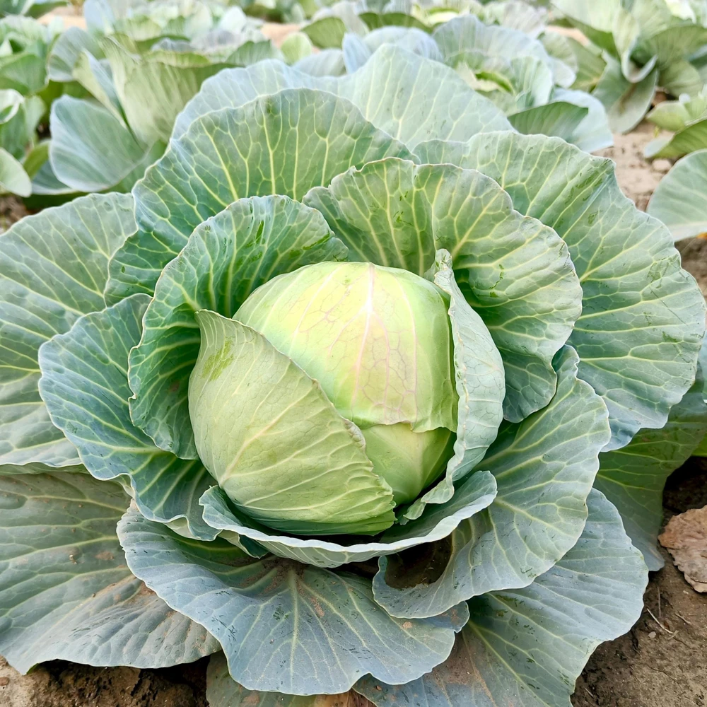 Golden Acre Green Cabbage Seeds - 20 Pack - Early & Compact Vegetable - Image 5