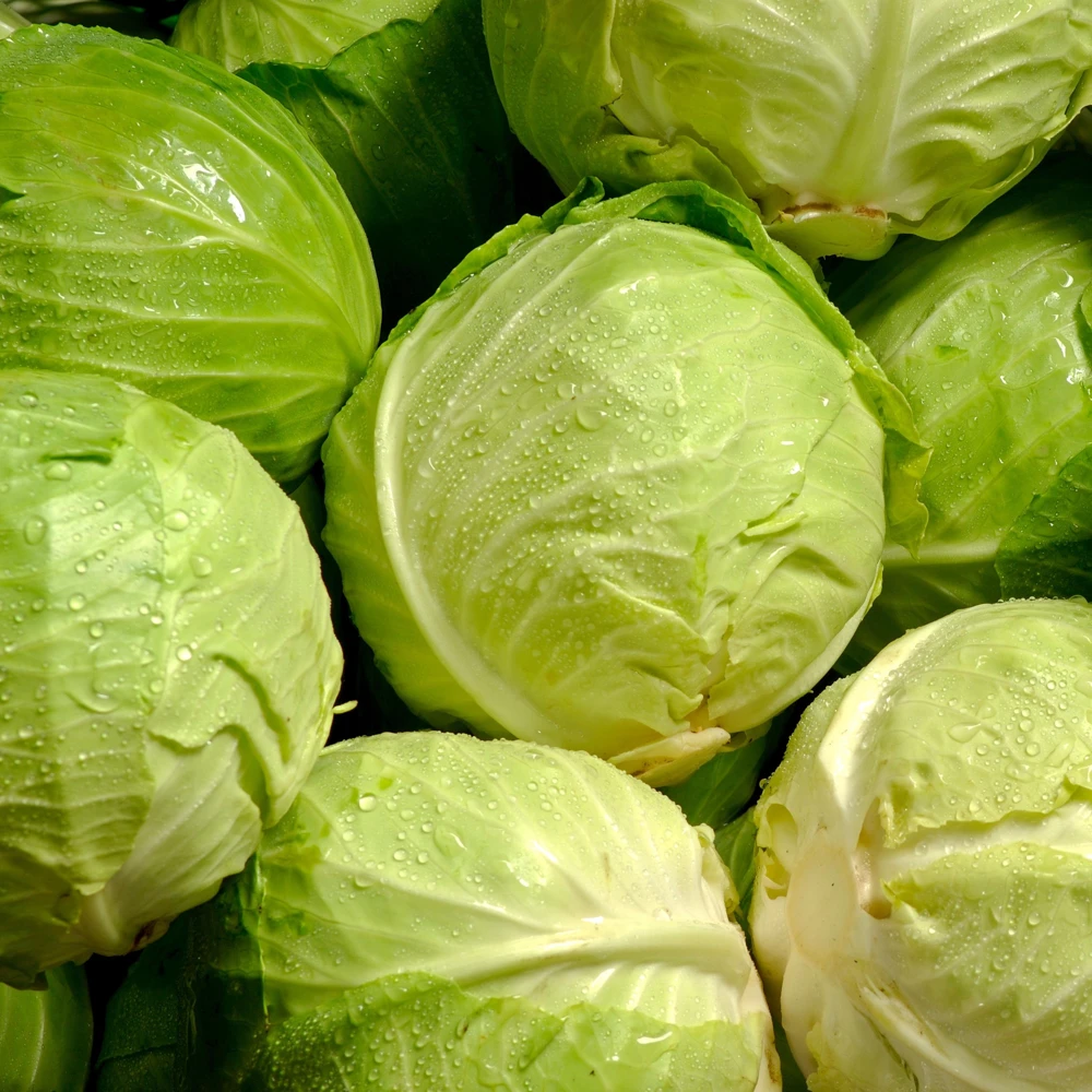 Golden Acre Green Cabbage Seeds - 20 Pack - Early & Compact Vegetable - Image 6