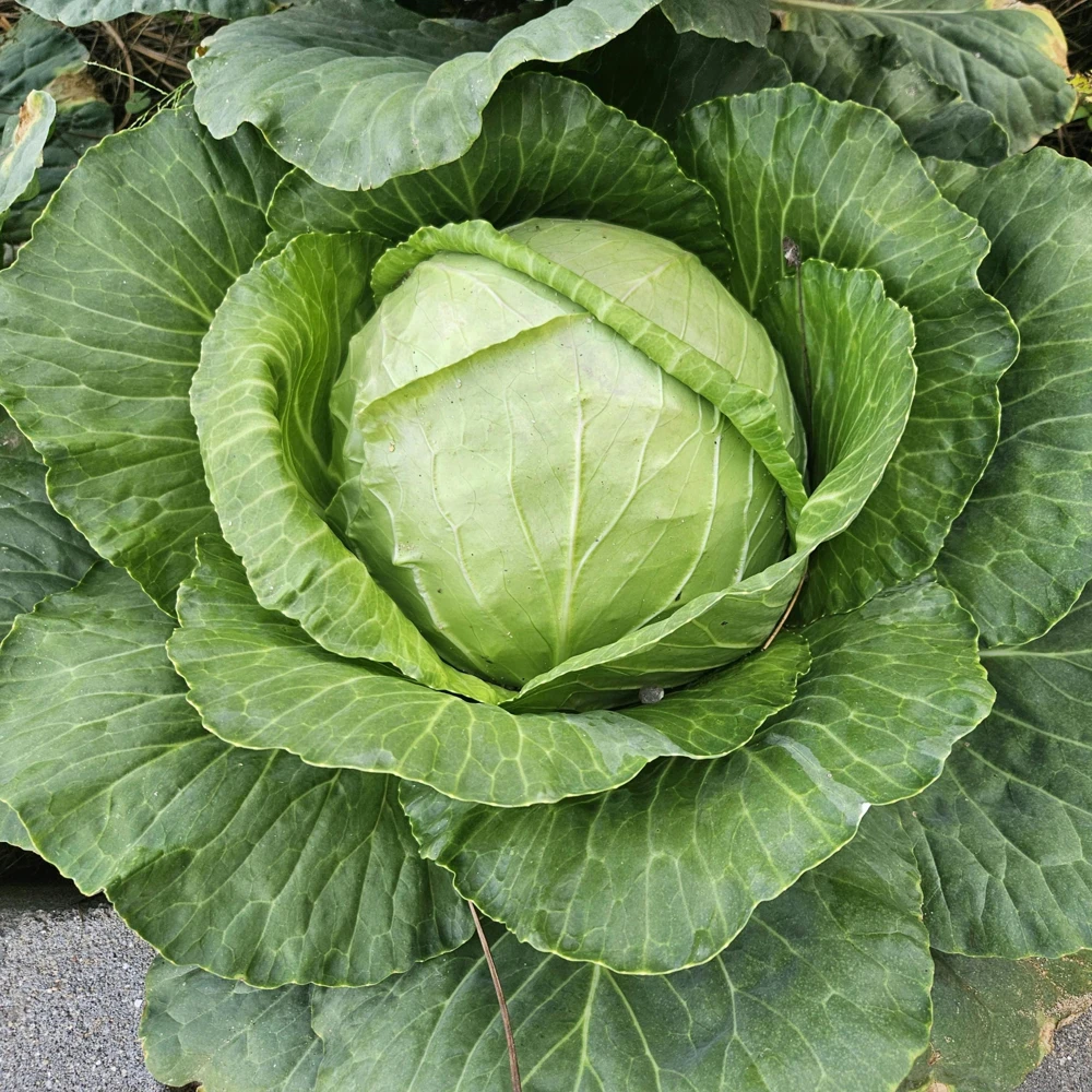 Golden Acre Green Cabbage Seeds - 20 Pack - Early & Compact Vegetable - Image 7