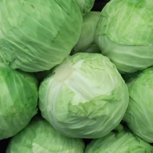 Golden Acre Green Cabbage Seeds - 20 Pack - Early & Compact Vegetable - Image 8