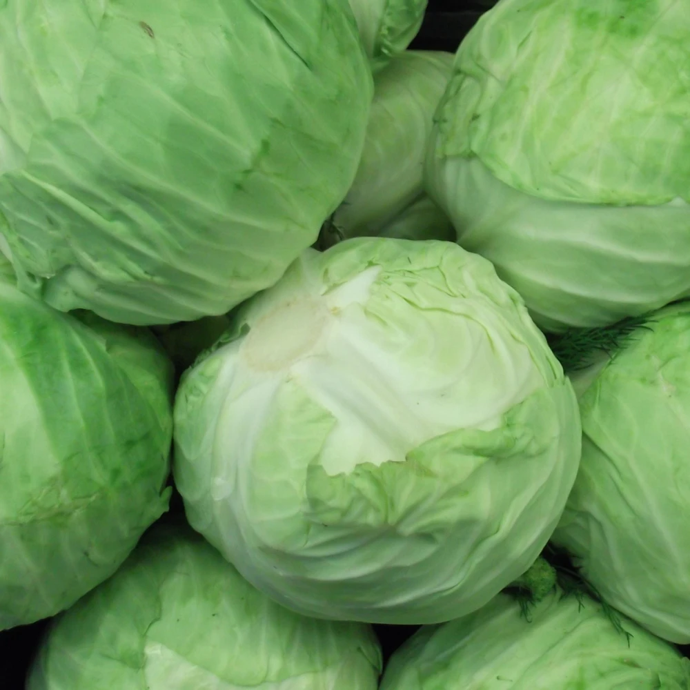 Golden Acre Green Cabbage Seeds - 20 Pack - Early & Compact Vegetable - Image 8
