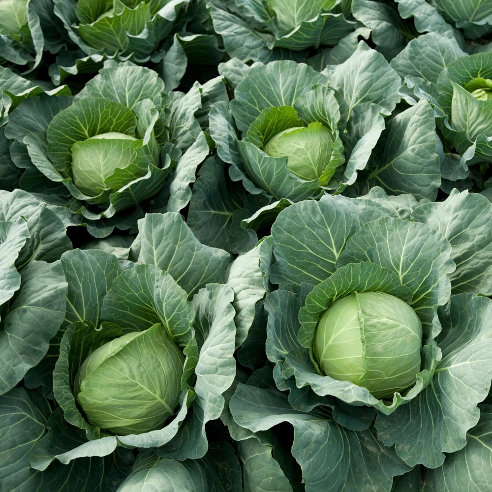 Golden Acre Green Cabbage Seeds - 20 Pack - Early & Compact Vegetable - Image 9
