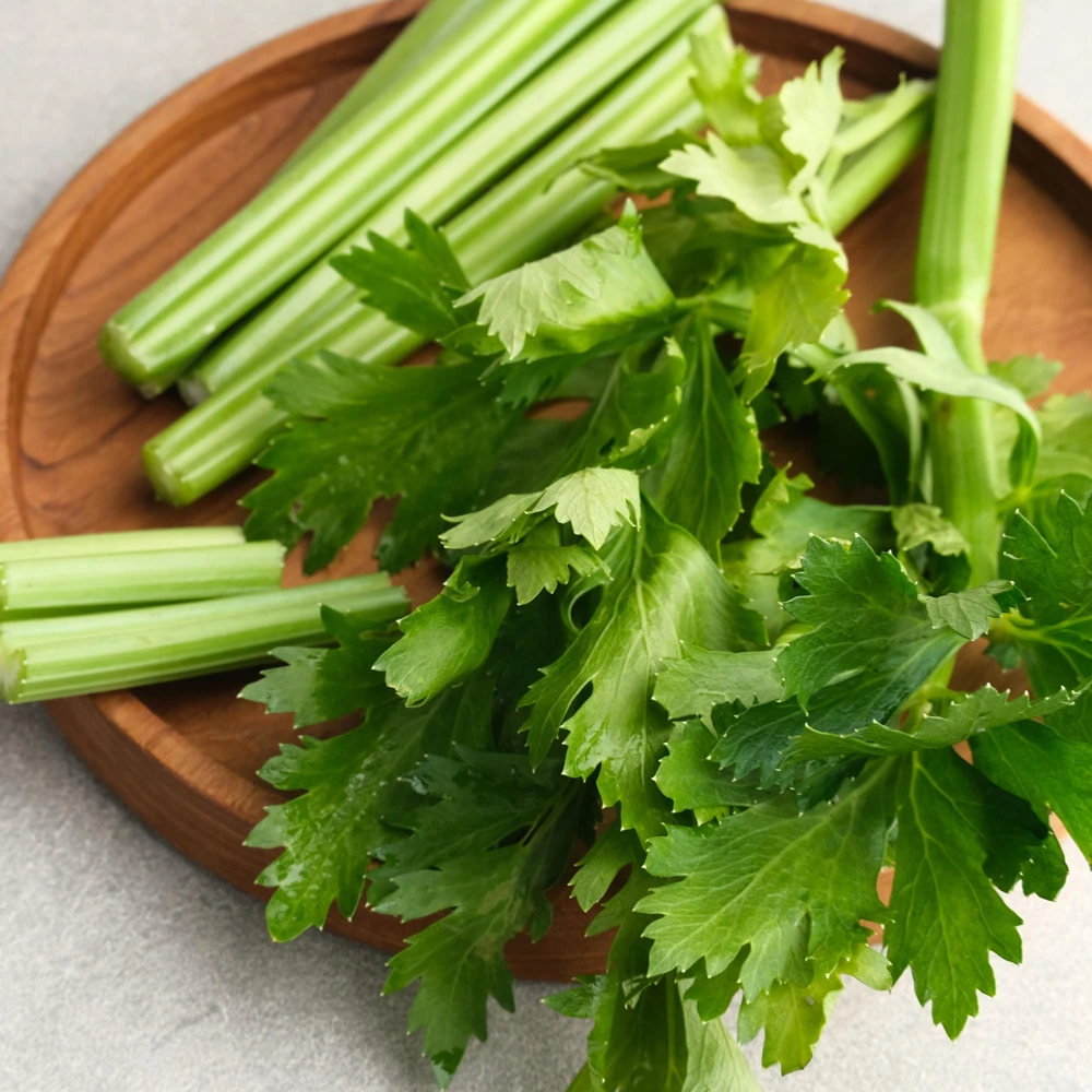 Golden Self Blanching Celery Seeds - 50 Seed Pack - Heirloom Vegetable - Image 12