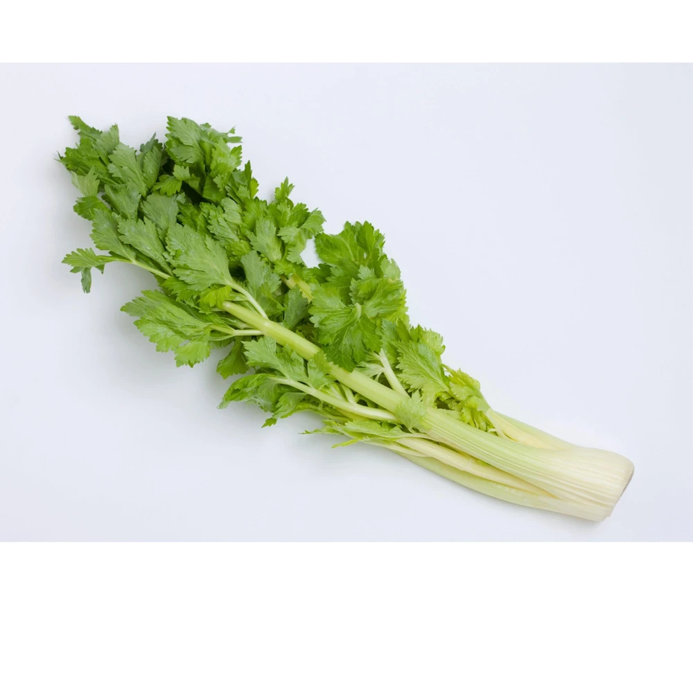Golden Self Blanching Celery Seeds - 50 Seed Pack - Heirloom Vegetable - Image 16