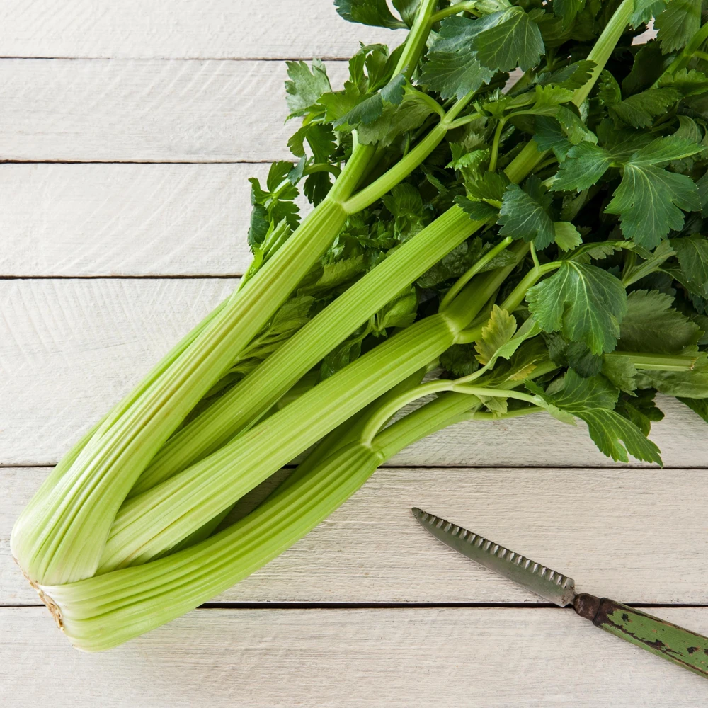 Golden Self Blanching Celery Seeds - 50 Seed Pack - Heirloom Vegetable - Image 2
