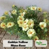 Golden Yellow Portulaca Umbraticola Seeds - Moss Rose Succulent Plant - 30 Seeds - Image 1