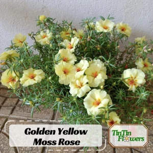 Golden Yellow Portulaca Umbraticola Seeds - Moss Rose Succulent Plant - 30 Seeds - Image 1