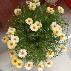 Golden Yellow Portulaca Umbraticola Seeds - Moss Rose Succulent Plant - 30 Seeds - Image 10
