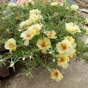 Golden Yellow Portulaca Umbraticola Seeds - Moss Rose Succulent Plant - 30 Seeds - Image 11