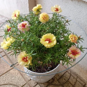Golden Yellow Portulaca Umbraticola Seeds - Moss Rose Succulent Plant - 30 Seeds - Image 12