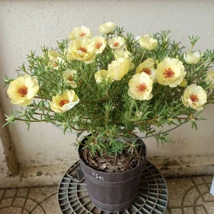 Golden Yellow Portulaca Umbraticola Seeds - Moss Rose Succulent Plant - 30 Seeds - Image 13