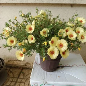 Golden Yellow Portulaca Umbraticola Seeds - Moss Rose Succulent Plant - 30 Seeds - Image 14