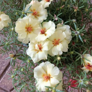 Golden Yellow Portulaca Umbraticola Seeds - Moss Rose Succulent Plant - 30 Seeds - Image 15
